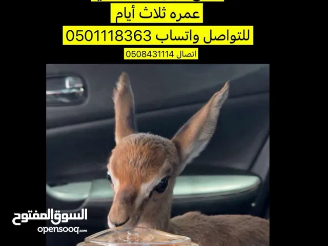 للبيع غزال دماني ذكر