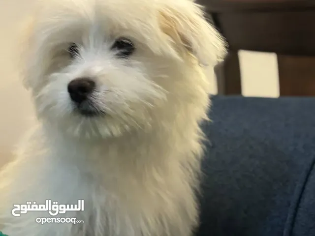 مالتيز ذكر للبيع عمر 9 اشهر