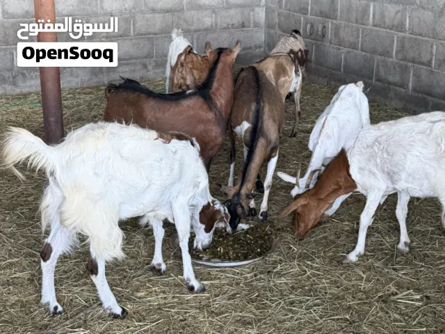 اغنام صلاليات وباكستانيات للبيع