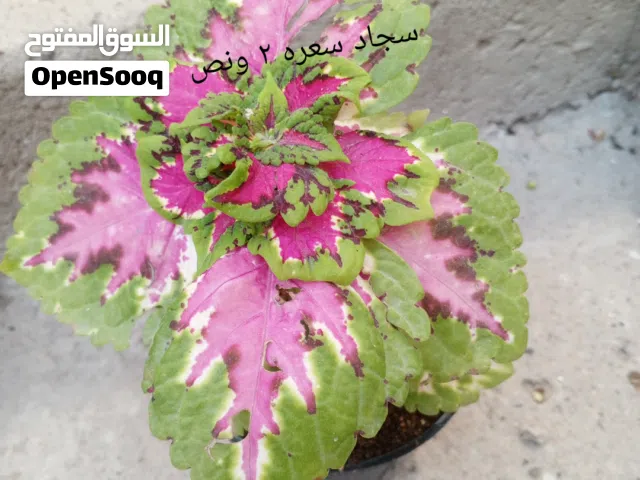 نباتات داخلية وخارجية ..نباتات  نظيفة وحلوة مزروعة بيتموس الي يريد يراسلني على البرنامج الوصف مهم