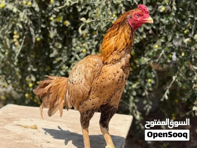 للبيع طير نسل