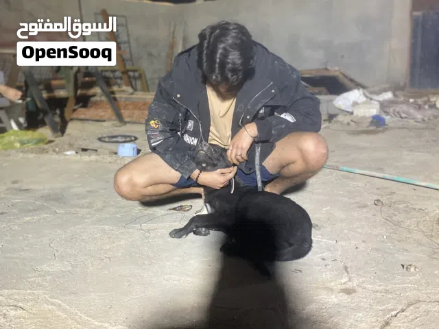 جيرمن بلاك عمر 3اشهر مراوس ب بيتبول او بيع