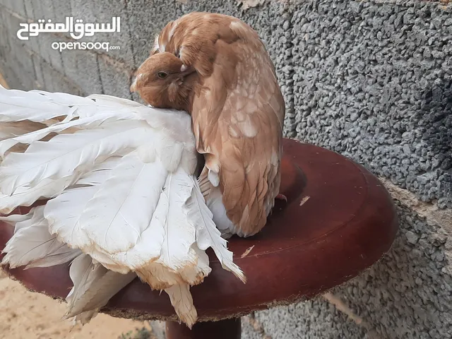 طرف أصفر عالامريكي