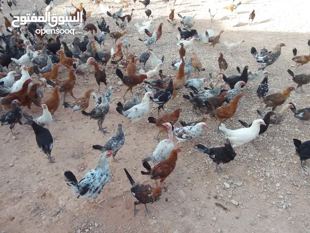 دجاج عربي زهري للبيع
