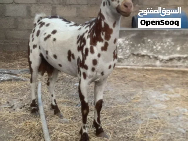 صخل متيل بالاحمر لونين فقط اصمع العمر سنه ونص تقريبا المطلوب 200