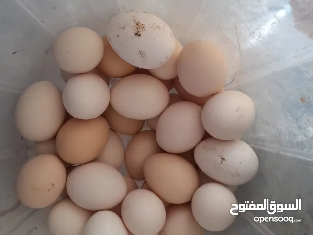 بيض بلدي طازج