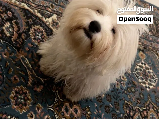 Maltese Dog for Sale