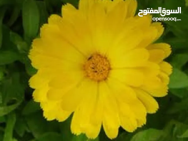 مصطفى التميمي