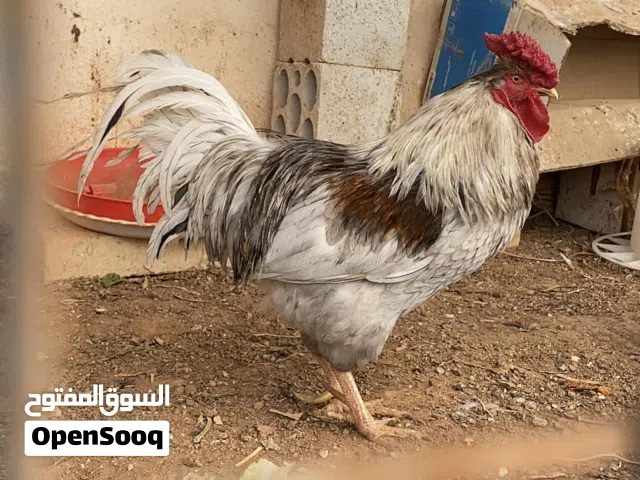 ديوك بلدية نخب اول عمر 7 شهور شغال صلاة النبي