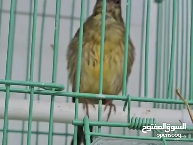 موزنبيقي هجين عمره 4 شهور
