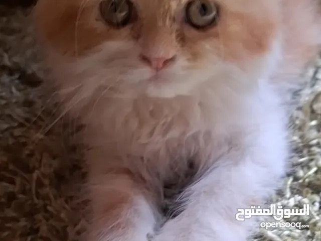 chatton persan