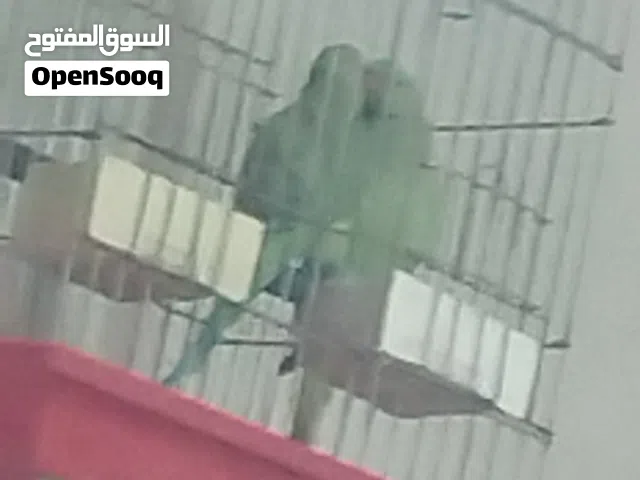 جوز ببغاء دره