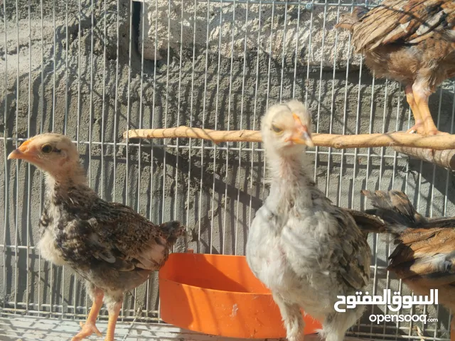 تكاتيك عربي كويتي