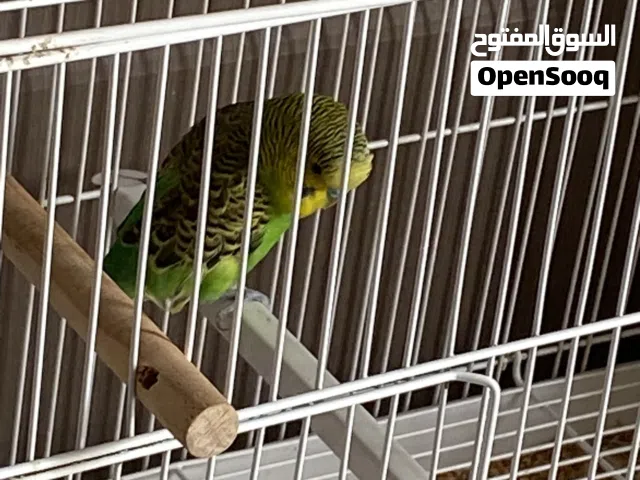 أنوع طير الحب   عمر متوسط