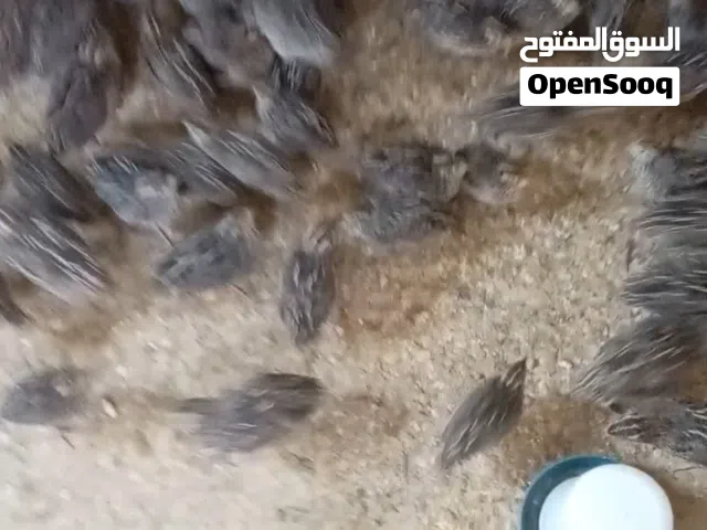 فري سوبر جامبو للبيع الحصن