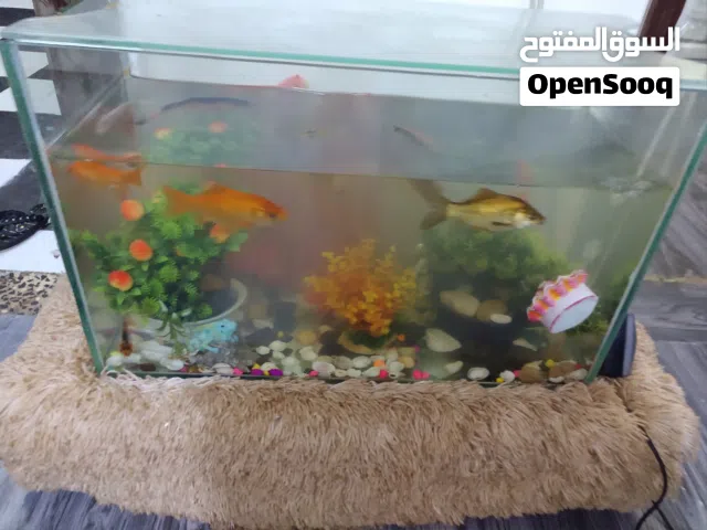 يوجد للبيع أدوات ومستلزمات منزلية