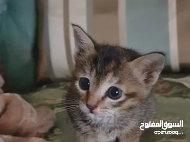 Kitten female 3 months only by 300 aed قطة كتن انثى ثلاث اشهر فقط ب 300 درهم