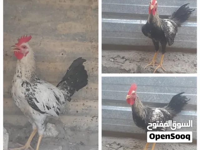 ديك عربي اثنينهن ب15