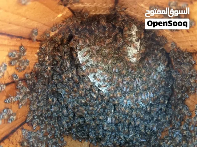 يوجدعندي نحل طيبه لي البيع اصامل يتواصلبي