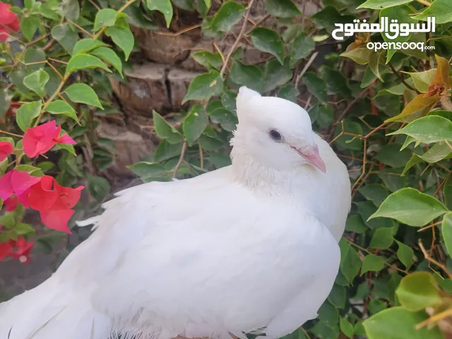 english fan tailed pigeons family of 3