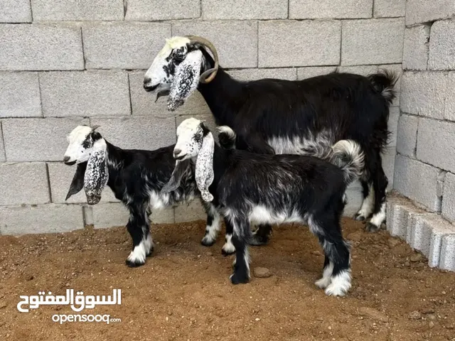 معزا متاومة بتيس وجفرة