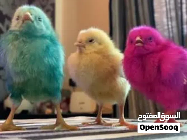 مطلوب صيصان