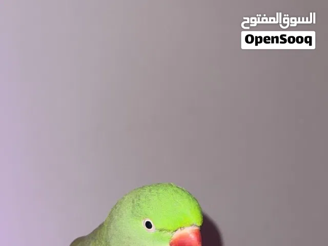 متو نيبالي