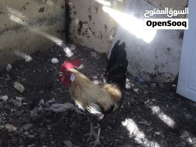 ديك عماني الحجم كبير سعر ديك 3.500