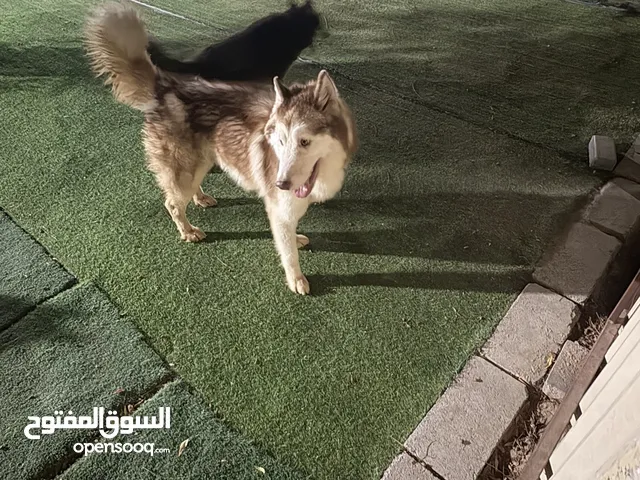 مالمونت ، هاسكي ، قولدن