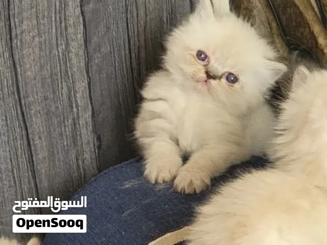 قطط هملايا ع بيرشن حاجة تحفة جداً