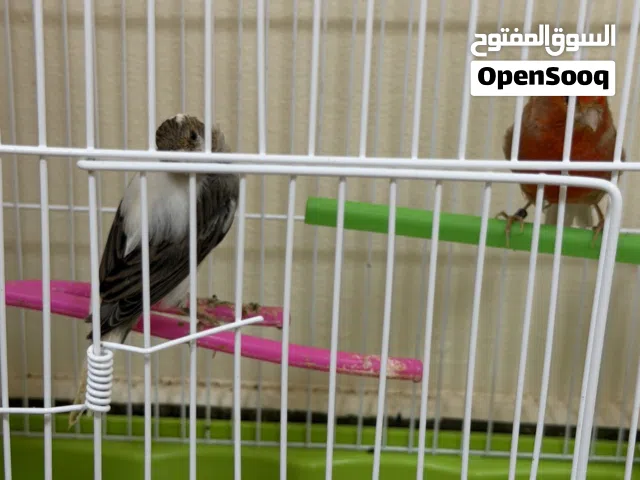 كناري زوجين