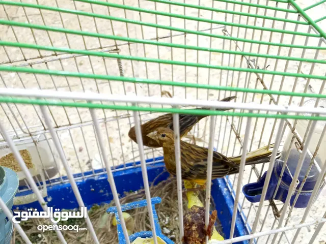 عصافير كنار