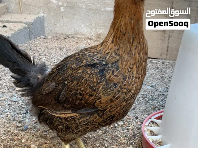 دجاجة وديج ابيض نقي وفروج للبيع