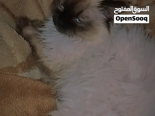 قطه للبيع هملايا