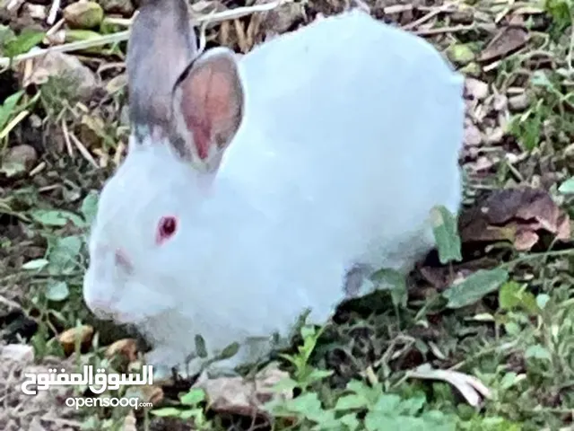 أرنب عماني