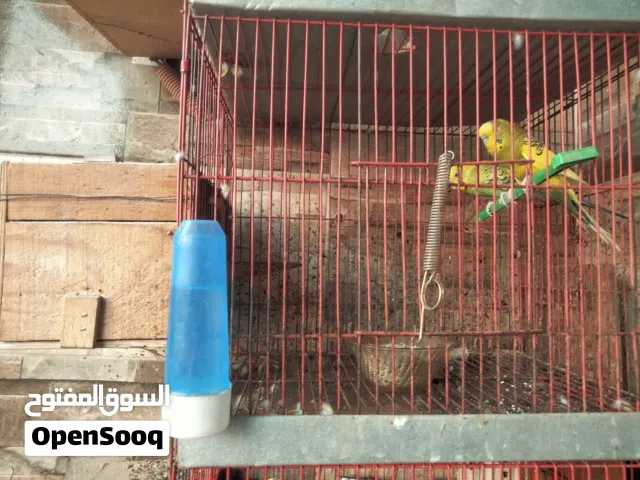 مزرعه الاسترالي يوجد جميع انواع الطيور ومستلزمات الطيور بارخص الاسعار