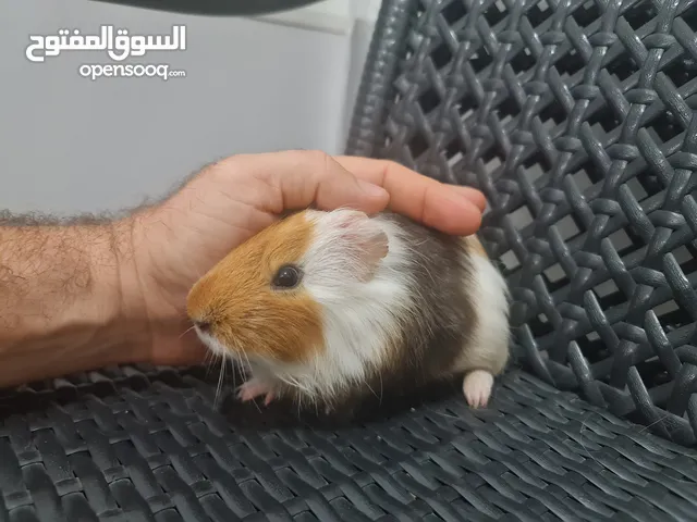 وبر  او جيني بيغ فرنسي اليف