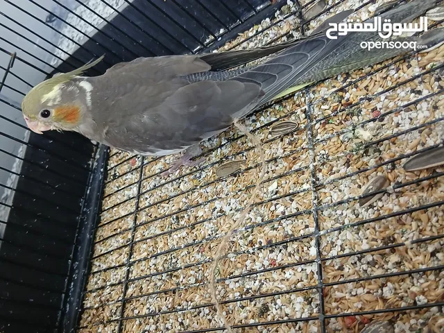 عصفور كوكتيل