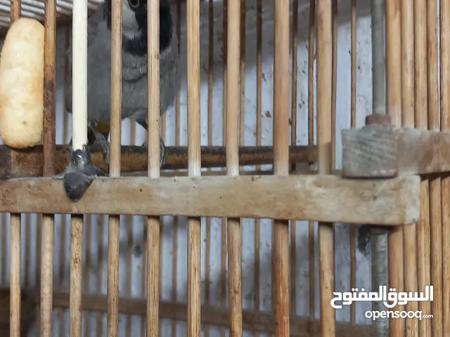 بلبل ربى للبيع اليف وتغريد حلو ويلعب نثية سبب البيع عدم التفرغ السعر 120 الف وبي مجال للشراي