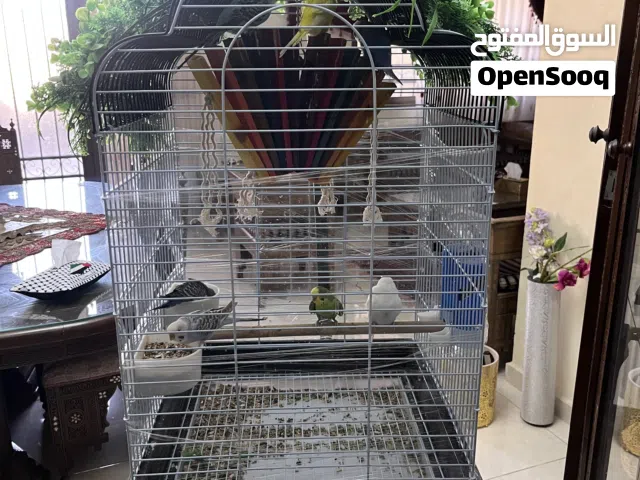 طيور Lovebird