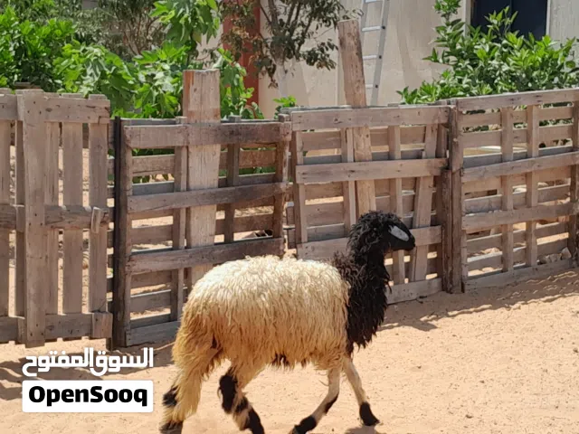 2فطايم وطنيات مشالله عمرهم ف6شهور ونص محصنات وسليمات