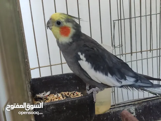 ببغاء (كوكتيل) رمادي غامق مع خدود برتقاليه مع القفص والعده وطعام