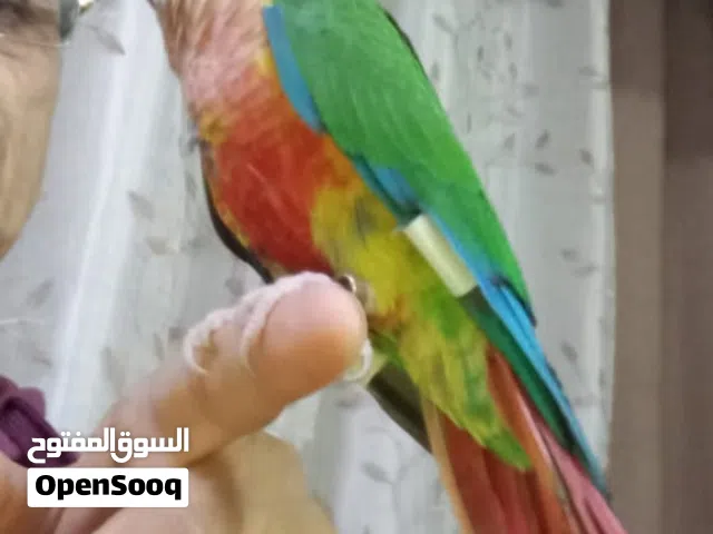 ببغاء جرين شيك يلو سايد  هاي ريد للبيع
