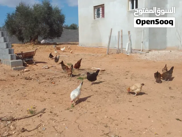 بسم الله والصلاة والسلام على رسول الله 17دجاجة عربية