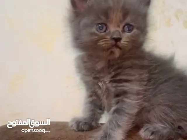بسم الله ما شاء الله أصدقاء العمر بانتظارك – قطط بيرشن حنونة بالوان مميزة للبيع
