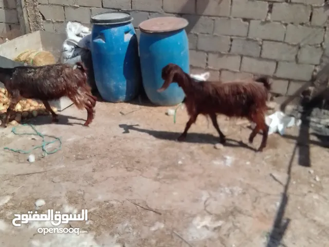 6 معزا لجب للبيع 4 اول ولده ووحده حبه. وحده جمع