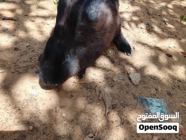 انتايه سيامي ربي يبارك
