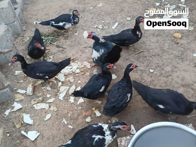 بط عربي للبيع