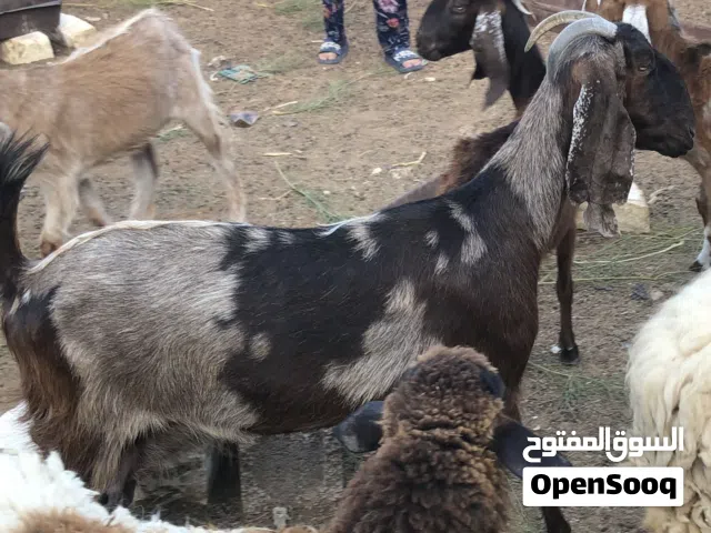 عنز قبرصية للبيع كل ميلادها تواما و حليب  للبيع 1750د.ل