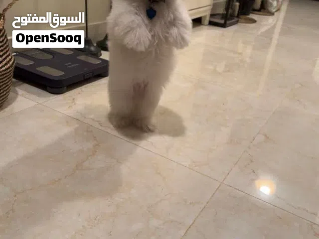 Beautiful & healthy Pure Maltese puppy,  4 months old.